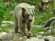 Himalaya-, Tienshan- oder Isabellb�r (Ursus arctos isbellinus). M�nnchen im Zoo Hluboka / Tschechien