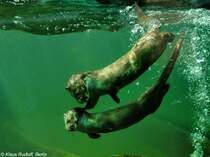 Europischer Fischotter (Lutra lutra lutra). Paar im Zoo Hluboka / Tschechien