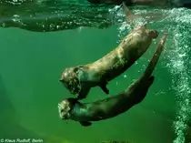 Europ�ischer Fischotter (Lutra lutra lutra). Paar im Zoo Hluboka / Tschechien