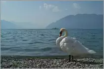 Ein Schwann stellte sich in Positon und raubte dem im Hintergrund vorbeifahrnden Raddampfer die Show...
Rivaz, den 7. Juli 2015