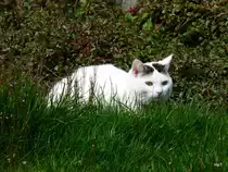 Stubentiger P�ppi im Gras auf der Lauer am 20.04.2008