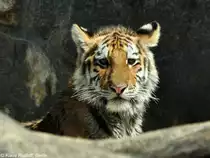 Amur-Tiger (Panthera tigris altaica) Jungtier Dragan im Tierpark Berlin