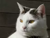 Fotomodell Stubentiger P�ppi am 12.10.2007