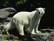 Eisb�r (Ursus maritimus) im Tierpark Berlin