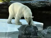 Eisb�r (Ursus maritimus) im Tierpark Berlin