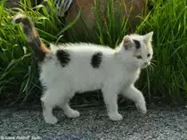 Hausk�tzchen (Felis silvestris f. catus). Borava Lada / Sumava Nationalpark /Tschechien