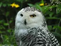 Schnee-Eulen-Weibchen (Nyctea oder Bubo scandiaca). Gro�voliere f�r Eulen in Borava Lada / Sumava Nationalpark /Tschechien