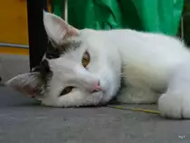 Fotomodell Stubentiger P�ppi am 28.04.2007