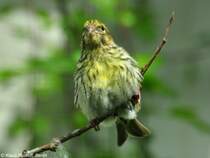 Erlenzeisig (Carduelis spinus). Weibchen im Zoo Hluboka /Tschechien