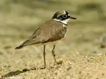 Flu�regenpfeifer (Charadrius dubius) im Zoo Hluboka /Tschechien