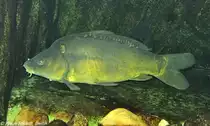 Karpfen (Cyprinus carpio) im Zoo Hluboka /Tschechien