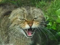 Mitteleuropische Wildkatze (Felis silvestris silvestris. Weibchen im Zoo Hluboka /Tschechien