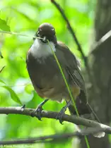 Wei�kehlh�herling (Garrulax albogularis) im Zoo Hluboka /Tschechien beim Nistmaterialsammeln