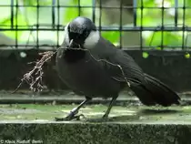 Wei�ohrh�herling (Garrulax chinensis chinensis) im Zoo Hluboka /Tschechien beim Nistmaterialsammeln