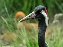 Europ�ischer Graukranich (Grus grus grus) im Zoo Hluboka / Tschechien.