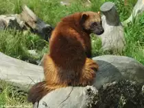 Europ�ischer Vielfra� (Gulo gulo gulo) im Zoo Hluboka / Tschechien.