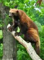 Europ�ischer Vielfra� (Gulo gulo gulo) im Zoo Hluboka / Tschechien.