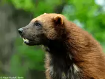 Europ�ischer Vielfra� (Gulo gulo gulo) im Zoo Hluboka / Tschechien.