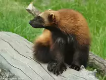 Europ�ischer Vielfra� (Gulo gulo gulo) im Zoo Hluboka / Tschechien.