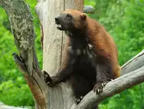 Europ�ischer Vielfra� (Gulo gulo gulo) im Zoo Hluboka / Tschechien.