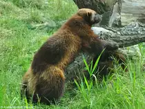 Europ�ischer Vielfra� (Gulo gulo gulo) im Zoo Hluboka / Tschechien. Markierend.