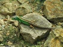 Zauneideche (Lacerta agilis). Mnnchen im Zoo Hluboka / Tschechien.