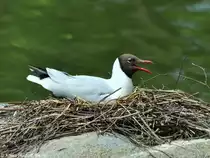 Lachm�we (Larus ridibundus). Freiflieger im Zoo Hluboka / Tschechien.