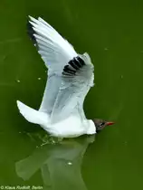 Lachm�we (Larus ridibundus). Freiflieger im Zoo Hluboka / Tschechien.