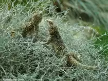 Turkestan-Felsenagame (Laudalia lehmanni) im Zoo Hluboka / Tschechien.