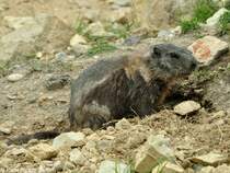 Alpenmurmeltier (Marmota marmota marmota) im Zoo Hluboka / Tschechien. Tier im Fellwechsel.