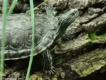 Kaspische Bachschildkr�te (Mauremys caspica) im Zoo Hluboka / Tschechien.