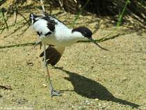Sbelschnbler (Recurvirostra avosetta) im Zoo Hluboka / Tschechien.
