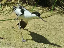 S�belschn�bler (Recurvirostra avosetta) im Zoo Hluboka / Tschechien.