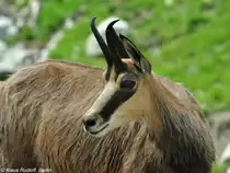 Alpengemse (Rupicapra rupicapra rupicapra) im Zoo Hluboka / Tschechien.