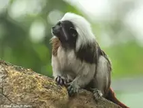 List�ffchen (Saguinus oedipus) im Zoo Hluboka / Tschechien.
