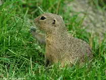 Europ�isches oder Gew�hnliches Ziesel (Spermophilus citellus) im Zoo Hluboka / Tschechien.