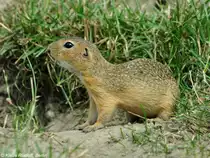Europ�isches oder Gew�hnliches Ziesel (Spermophilus citellus) im Zoo Hluboka / Tschechien.