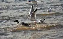 Kampf um Brotkr�mel im Rhein zwischen Enten und M�wen - 20.11.2009