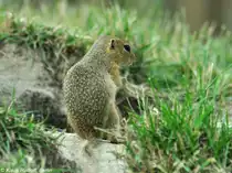 Europ�isches oder Gew�hnliches Ziesel (Spermophilus citellus) im Zoo Hluboka / Tschechien.