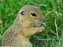 Europ�isches oder Gew�hnliches Ziesel (Spermophilus citellus) im Zoo Hluboka / Tschechien.
