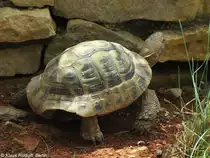 Griechische Landschildkr�te (Testudo hermanni) im Zoo Hluboka / Tschechien.