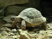 Griechische Landschildkr�te (Testudo hermanni) im Zoo Hluboka / Tschechien.