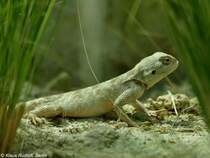 Steppenagame (Trapelus sanguinolentus) im Zoo Hluboka / Tschechien.