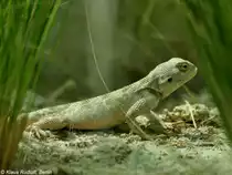 Steppenagame (Trapelus sanguinolentus) im Zoo Hluboka / Tschechien.