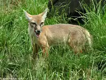 Steppenfuchs oder Korsak (Vulpes corsac). Tier im Sommerfell im Zoo Hluboka/ Tschechien.