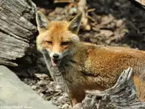 Mitteleurop�ischer Rotfuchs (Vulpes vulpes crucigera) im Zoo Hluboka/ Tschechien.