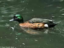 Kastanienente (Anas castanea) im Tierpark Berlin.