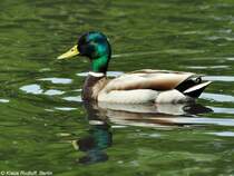 Stockente (Anas platyrhynchos). Mnnchen. Freiflieger im Tierpark Berlin.