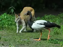 Spaltfu�gans (Anseranas semipalmata) im Tierpark Berlin. Im Hintergrund ein Sandwallaby oder Flinkes K�nguru (Macopus agilis).