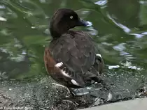 Australische Moorente (Aythya australis) im Tierpark Berlin.